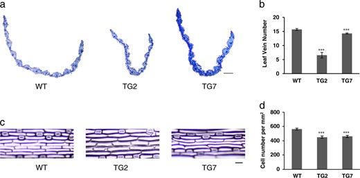 a Cross-section images of WT and TG leaves. Scale bar, 100 µm. b Statistical analysis of leaf vein number between representative WT and TG plants (n = 5). c The representative leaf epidermis of WT and two TG lines. Scale bar, 50 µm. d The number of leaf epidermis cells between WT and two TG lines (n = 5). Data are shown as means with standard error. Asterisks (***) indicate a significant difference between WT and each TG line at P < 0.001 by Student's t-test