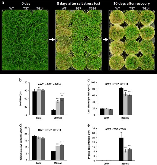 a WT and TG plants were subjected to 250 mM NaCl treatment for 8 days followed by a 10-day recovery. b Leaf RWC, c leaf electrolyte leak, d total chlorophyll content, and e proline content were measured in WT and TG leaves at 0 day and 8 days of salt stress treatment. DW dry weight. Data are shown as means (n = 4) with standard error. Asterisks (***) indicate a significant difference between WT and each TG line at P < 0.001 by Student's t-test