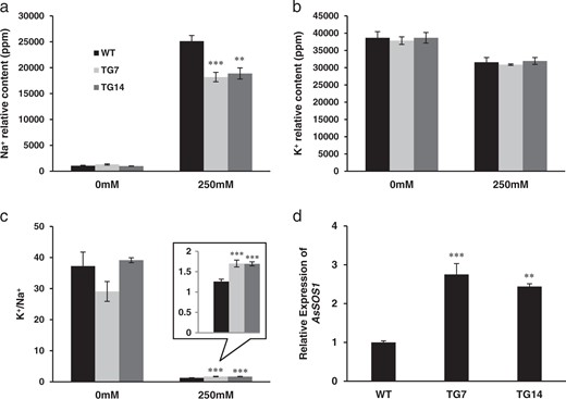 a Na+ relative content and b K+ relative content were measured before and after salt stress treatment in the leaf tissue of WT and two TG lines. c K+:Na+ ratio before and after salt test in WT and two TG events. d Quantitative RT-PCR analysis of the expression levels of AsSOS1 in WT and two TG lines under normal growth conditions. AsUBQ5 was used as the reference gene. Data are shown as means (n = 3) with standard deviation. Asterisk(s) indicates significant differences between WT and each TG line at *P < 0.05; **P < 0.01; ***P < 0.001 by Student's t-test