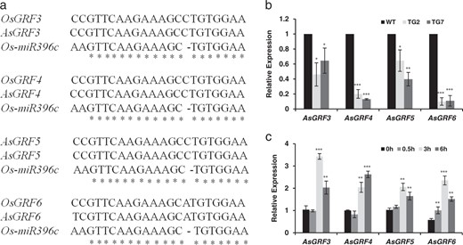 a A comparison of miR396c target sites in the putative targets AsGRF3, AsGRF4, AsGRF5, and AsGRF6 between rice and creeping bentgrass. Asterisks indicate the identical RNA sequences. b Quantitative RT-PCR analysis of AsGRF3, AsGRF4, AsGRF5, and AsGRF6 expression in WT and TG plants. c Expression profiles of miR396c putative targets in response to salt stress. Transcript levels of AsGRF3, AsGRF4, AsGRF5, and AsGRF6 were analyzed at 0, 1.5, 3, and 6 h after 250 mM NaCl treatment using real-time RT-PCR. AsUBQ5 was used as an endogenous control. Data are presented as means of three technical replicates, and error bars represent ± SE. Asterisk(s) indicates a significant difference of expression levels between WT and each transgenic line at *P < 0.05; **P < 0.01; ***P < 0.001 by Student's t-test