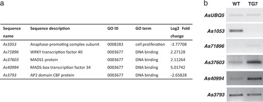 a A table of sequence information of DEGs, As1053, As71896, As37603, As40994, and As3793. b Semi-quantitative RT-PCR analysis of the expression patterns of DEGs in WT and TG plants under normal growth conditions. AsUBQ5 was used as an endogens control