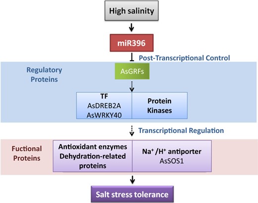 Hypothetical model of the signaling pathway of miR396-mediated salt stress tolerance