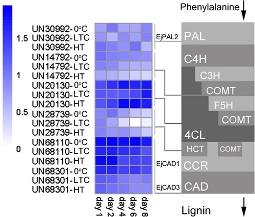 Differential expression of genes in the lignin biosynthetic pathway under low-temperature conditioning or heat treatment compared to 0 °C