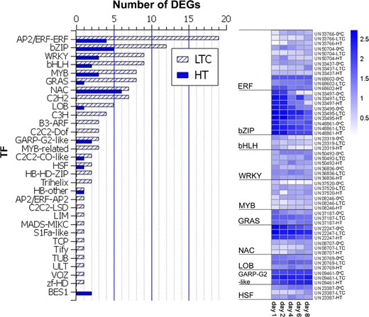 Expression profiles of TFs differentially expressed under both LTC and HT are shown