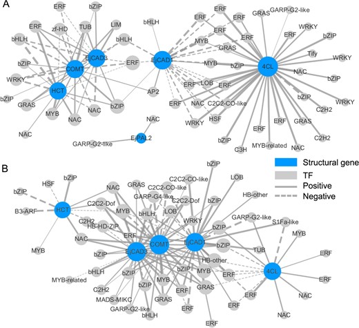 Coexpression networks between differentially expressed structural genes in the lignin biosynthetic pathway and differentially expressed transcription factors (TFs) under low-temperature conditioning (a) and heat treatment (b). The width of the edge between each TF node and structural gene node reflects the correlation coefficient
