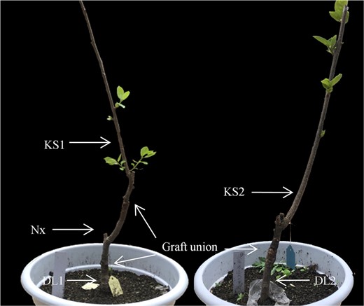 KS1, Nx, and DL1: scion, interstock and rootstock in the combination of ‘Kanshu’/N.x/Diospyros lotus; KS2 and DL2: scion and rootstock in ‘Kanshu’/Diospyros lotus
