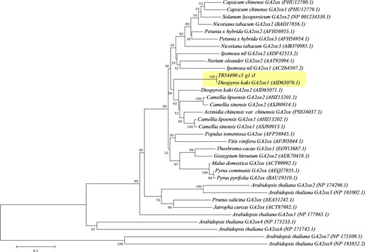 A neighbor joining phylogenetic tree of TR54490|c1_g1_i1 (DkGA2ox1) produced with 1000 bootstrap replications. DkGA2ox1 is highlighted by a pale yellow box