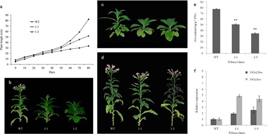 a Plant height of tobacco. b Tobacco plants 90 days after planting. c Transgenic plants before GA3 treatment. d Reversal of normal phenotype of transgenic plants by GA3 treatment 30 days after transplanting. e GA content in transgenic and wild-type tobacco. f Expression of associated genes in transgenic and wild-type tobacco. WT: nontransgenic tobacco plant; 1–1,1–3: two independent transgenic lines of DkGA2ox1. Note: means with double asterisk (**) are significantly different (P < 0.01) by Duncan's multiple range tests. Each expression analysis utilized three biological and technical replicates. Error bars indicate the standard error of three biological replicates