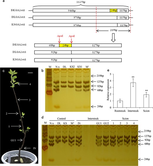 a Fragment sizes predicted by ApaI digestion in ‘Nantong-xiaofangshi’, Diospyros lotus and ‘Kanshu’. b Polyacrylamide gel electrophoresis of restrictive digestion of different RT-PCR products. c Samples from an 82 cm tall grafted tree with ‘Kanshu’ as scion, ‘Nantong-xiaofangshi’ as interstock and Diospyros lotus as rootstock. d CAPS analysis on purified RT-PCR products of different tissues in ‘Kanshu’/‘Nantong-xiaofangshi’/Diospyros lotus. e Comparison of total DkGA2ox1/DLGA2ox1/KSGA2ox1 transcripts in ‘Kanshu’/‘Nantong-xiaofangshi’/Diospyros lotus. DkGA2ox1, DLGA2ox1 and KSGA2ox1 are the sequences in ‘Nantong-xiaofangshi’, Diospyros lotus and ‘Kanshu’, respectively; N.x: ‘Nantong-xiaofangshi’/Diospyros lotus, DL: Diospyros lotus, KS: ‘Kanshu’, M’: mixture of cDNA from N.x, DL and KS2, KS1: ‘Kanshu’/‘Nantong-xiaofangshi’/Diospyros lotus, KS2: ‘Kanshu’/Diospyros lotus, GU1: graft union of Diospyros lotus and ‘Nantong-xiaofangshi’, IN: ‘Nantong-xiaofangshi’ interstock, GU2: graft union of ‘Nantong-xiaofangshi’ and ‘Kanshu’, 1-3: ‘Kanshu’ scion every 10 cm from the GU2, 4: young leaves at the top of the scion. M: DNA ladder marker 500. Scale bars = 5 cm. Note: double asterisk (**) indicates a significant difference (P < 0.01). The purified PCR products were diluted to the same concentration for enzyme cutting