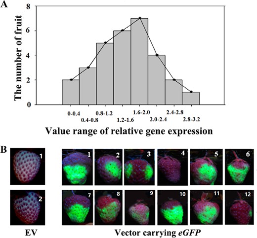 a RT-qPCR analysis of eGFP expression, showing variation in characteristics among individual fruits. Detached fruits with a specimen number of 30 were individually infected with Agrobacterium carrying the eGFP reporter gene, and gene expression was assessed 4 days after infection. The horizontal ordinate represents relative gene expression, and the whole value range was divided into successive subranges with a span of 0.4. The vertical ordinate represents the number of fruits with the values of gene expression within each subrange. FaACTIN was used as a normalized control gene. b eGFP protein images showing a variation in pattern of eGFP protein accumulation. Twelve representative fruits are shown. EV empty vector