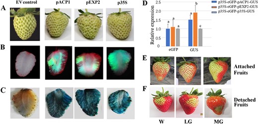 a Detached fruits ready for infection, showing phenotypic identity among the fruits. Three different vectors were compared. All three vectors contained eGFP driven by the p35S promoter and GUS driven by the pACP1, pEXP2, or p35S CaMV promoters. b eGFP fluorescence images on the 5th day after Agrobacterium infection. Three representative fruits are shown. c GUS staining on the 5th day after Agrobacterium infection. Three representative fruits are shown. d qRT-PCR analysis of eGFP and GUS expression on the 5th day after Agrobacterium infection. FaACTIN as a normalized control gene. EV, empty vector. Values are the mean ± SD of six fruits. Statistically significant differences among samples were tested by Tukey's test, and significant differences at the P < 0.05 level are indicated by different letters. E and F. Attached (e) and detached fruits (f) were infected with a VIGS empty vector at three different stages, and photographs were taken when the fruits started to turn red