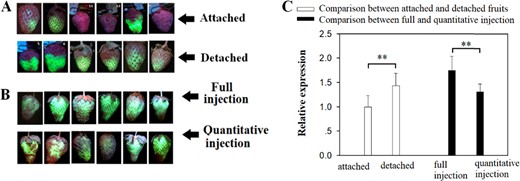 a Comparison between attached and detached fruits injected with Agrobacterium carrying the eGFP reporter gene driven by the 35CaMV promoter. Six individual fruits are shown to demonstrate a variation in eGFP images. b. Comparison between two different methods of Agrobacterium infection. For full injection, the Agrobacterium suspension was evenly injected into the fruits until fully infiltrated, and for defined (quantitative) injection, each individual fruit was injected with 0.5 mL of Agrobacterium suspension. Six individual fruits are shown to demonstrate a variation in eGFP images. c. qRT-PCR analysis of eGFP expression for comparisons of different methods of transient gene manipulation. The analysis was conducted on the 5th day after Agrobacterium infection. FaACTIN was used as a normalized control gene. Values are means ± SD of six fruits. P values were calculated by Student's t test: *P < 0.05