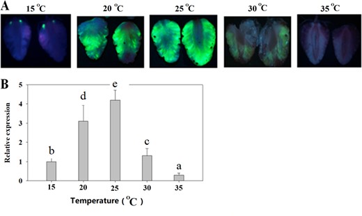 Detached LG fruits were infected with Agrobacterium carrying the eGFP reporter gene driven by the 35CaMV promoter. After infection, fruits were incubated at different temperatures at 100% humidity. eGFP image assays were conducted on the 5th day after Agrobacterium infection. a eGFP images. b qRT-PCR analysis of eGFP gene expression. FaACTIN was used as a normalized control gene. Values are means ± SD of six fruits. Statistically significant differences among samples were tested by Tukey's test, and significant differences at the P < 0.05 level are indicated by different letters