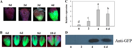Detached LG fruits were infected with Agrobacterium carrying the eGFP gene driven by the 35CaMV promoter, and the fruits were incubated for different times at 25 °C and 100% humidity. a eGFP images on different days after Agrobacterium infection. b eGFP image of a representative fruit, showing the altered pattern a relatively long time after Agrobacterium infection. C. qRT-PCR analysis of eGFP gene expression. FaACTIN was used as a normalized control gene. Values are means ± SD of six fruits. Statistically significant differences among samples were determined by Tukey's test, and significant differences at the P < 0.05 level are indicated by different letters. D. Immunoblot analysis of eGFP protein; each lane represents a mixed sample of three fruits from different plants