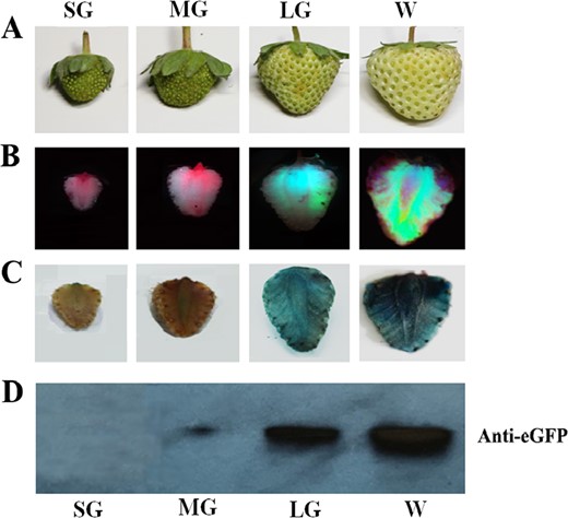 Detached fruits of different stages were infected by injection of Agrobacterium carrying the vector containing both the eGFP and GUS reporter genes driven by the 35CaMV promoter. Five days after infection, eGFP protein was imaged, and GUS activity was stained. a Fruits at different developmental stages: SG small green fruit, MG mid-sized green fruit, LG large green fruit, W white fruit. b eGFP images. c GUS staining. d Immunoblot analysis of eGFP protein; each lane represents a mixed sample of three fruits from different plants