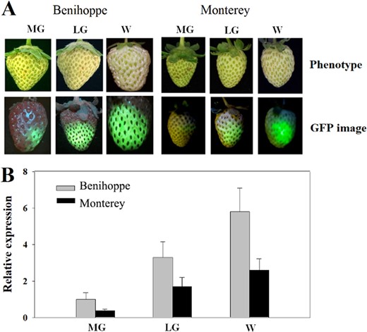 Detached fruits at different stages were infected with Agrobacterium carrying the eGFP gene driven by the 35CaMV promoter, and the fruits were incubated for 5 days at 25 °C and 100% humidity. a Fruits were detached at the MG, LG, and W stages, comparison between two strawberry varieties (Benihoppe versus Monterey) with respect to phenotypes (upper panel) and GFP fluorescence (lower panel). b qRT-PCR analysis of eGFP expression. FaACTIN was used as a normalized control gene. Values are means ± SD of six fruits. Statistically significant differences among samples were determined by Tukey's test, and significant differences at the P < 0.05 level are indicated by different letters