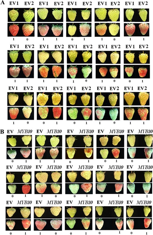 Phenotype changes, showing the analysis of the PDP value and error according to the description in Materials and Methods (Table 1). a Control for PDP error analysis. Pairs of fruit (arbitrarily defined as EV1 and EV2) were infected with Agrobacterium carrying the empty vector. Fruit ripening status was determined based on coloration. The numbers “1” and “0” below the fruits refer to the fruit of the pair that ripened earlier (labeled “1”) and later (labeled “0”); if both fruits of a pair ripened simultaneously, they were both labeled “1.” b Assay of PDP value for FaMYB10. In each pair of fruit, one fruit was randomly selected and infected with Agrobacterium carrying FaMYB10, and the other was infected with Agrobacterium carrying the empty vector. The fruits were labeled as described in (a). For both (a) and (b), an assay with a batch of fruits is shown