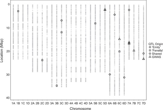 The 35,154 markers in Mbp (grey lines) from the combined map of the five bi-parental crosses, for the 28 linkage groups of octoploid strawberry (1A-7D) were scaled to the Fragaria vesca genome v2.022. Locations of putative QTL originating from ‘Emily’ (circles), locations of putative QTL originating from ‘Fenella’ (squares), locations of putative QTL shared in both cultivars (diamonds) and locations of putative QTL identified from the preliminary GWAS (triangles) are shown
