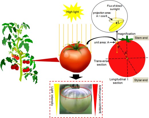 Schematic representation of nonuniform anthocyanin distribution and direct sunlight received by epicarp tissues of Pro35S:BrTT8 tomato fruits under natural high-light conditions