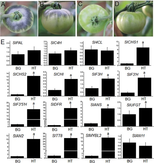 Anthocyanin accumulated specifically in epicarps near the stem end of transgenic fruits exposed to artificial high-light irradiance, a top view, b side view. Anthocyanin was not detected in epicarps near the stem end of transgenic fruits bagged with translucent plastic bags, c top view, d side view. e Expression profiles of anthocyanin biosynthetic and regulatory genes in upper epicarps of Pro35S:BrTT8 fruits under artificial low-light and high-light conditions. The longitudinal axis indicates the expression levels of genes relative to SlCAC. BG fruits bagged with translucent plastic bags to simulate local low-light environments after anthesis, HT fruits exposed to high light. Biological replicates were performed in triplicate, and different lowercase letters indicate significance at P < 0.05