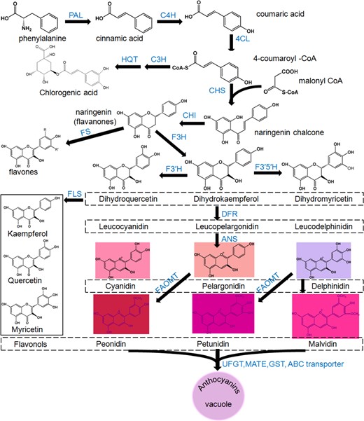 Schematic representation of the phenylpropane pathway