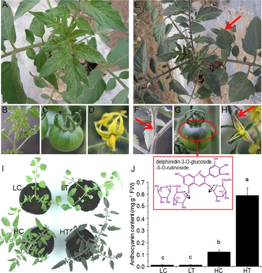 Anthocyanins accumulated considerably in the foliage (e), stems (f), fruits (g) and flowers (h) of Pro35S:BrTT8 plants, with wild-type (AC) plants grown under natural high-light conditions (700–2000 μmol photons m−2 s−1) as a control (a−d). The structure of the major anthocyanin, delphinidin-3-O-glucoside-5-O-rutinoside, identified in fruits is framed by a red box, and the major cleavage sites confirmed by mass spectrometry are indicated with dashed arrows. i Wild-type (AC) and Pro35S:BrTT8 tomato seedlings grown in artificial low-light conditions (50–100 μmol photons m−2 s−1) and high-light conditions (700 μmol photons m−2 s−1) exhibit significant differences in anthocyanin accumulation. j Analysis of total anthocyanin contents in leaves of wild-type and Pro35S:BrTT8 tomato seedlings under artificial low-light and high-light conditions. The individual plants shown are representative of the six plants grown per treatment. LC seedlings of control (AC) under low-light conditions, HC seedlings of control under high-light conditions, LT seedlings of transgenic (Pro35S:BrTT8) plants under low-light conditions, HT seedlings of transgenic plants under high-light conditions. Biological replicates were performed in triplicate, and different letters indicate a significant difference at P < 0.05