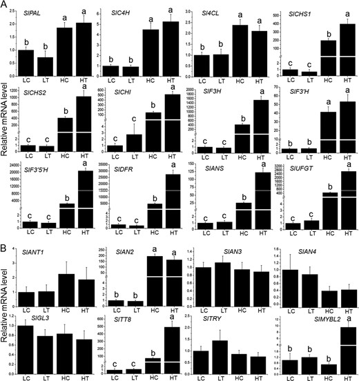 Expression analysis of the anthocyanin biosynthetic genes (a) and key regulatory proteins (b) in leaves of wild-type and Pro35S:BrTT8 tomato seedlings grown under artificial high-light and low-light conditions. The longitudinal axis indicates the expression levels of genes relative to the level of SlCAC. Biological replicates were performed in triplicate, and different letters indicate a significant difference at P < 0.05