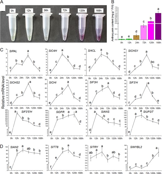 Preliminary pigment extraction of transgenic seedlings treated with high light for different time periods (a) and analysis of total anthocyanin contents (b). Transcripts of anthocyanin biosynthetic genes (c) and key regulatory genes (d) in leaves of transgenic tomato seedlings treated with high light were analyzed at various stages. The longitudinal axis indicates the gene expression levels relative to SlCAC. Biological replicates were performed in triplicate, and different letters indicate a significant difference at P < 0.05