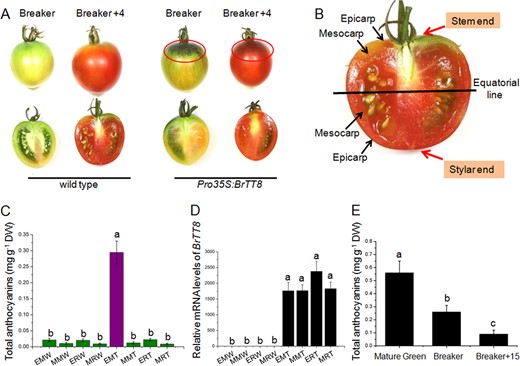a Regardless of the developmental stages, anthocyanins accumulated specifically in the upper epicarps of fruits under natural high-light conditions. b Schematic representation of the different parts of fruit used for pigment measurements and gene expression analysis. c Total anthocyanin contents in different parts of wild-type and Pro35S:BrTT8 tomato fruits at the Breaker + stage. d Expression analysis of BrTT8 in different fruit parts of wild-type and Pro35S:BrTT8 plants. The longitudinal axis indicates the expression level of BrTT8 relative to SlCAC. e Total anthocyanin contents of epicarps in the stem end in Pro35S:BrTT8 tomato fruits at different development stages. Breaker + 4 4 days after breaker, Breaker + 15 15 days after breaker, EMW epicarp at the stem end of wild-type fruits, MMW mesocarp at the stem end of wild-type fruits, ERW epicarp at the stylar end of wild-type fruits, MRW mesocarp at the stylar end of wild-type fruits, EMT epicarp at the stem end of transgenic fruits, MMT mesocarp at the stem end of transgenic fruits, ERT epicarp at the stylar end of transgenic fruits, MRT mesocarp at the stylar end of transgenic fruits. Biological replicates were performed in triplicate, and different lowercase letters indicate significance at P < 0.05