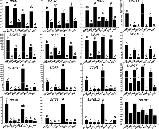 The longitudinal axis indicates the expression levels of genes relative to SlCAC. Biological replicates were performed in triplicate, and different lowercase letters indicate significance at P < 0.05