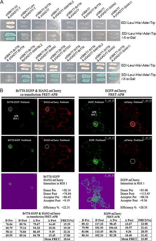 a Protein−protein interactions between members of the MBW regulatory complex were analyzed by yeast two-hybrid assays. b Physical interactions between BrTT8 and SlAN2 were further confirmed by fluorescence resonance energy transfer (FRET)