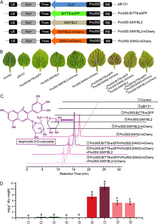 a Schematic representation of the overexpression constructs used for transformation of Nicotiana benthamiana leaves. b Anthocyanin pigmentation in Nicotiana benthamiana leaves 4 days after ectopic expression of different combinations of exogenous genes. c HPLC profiles of anthocyanins extracted from infiltrated patches 4 days after infiltration, and the structure of the main anthocyanin component identified by HPLC-ESI-MS/MS is shown in purple color. d Total anthocyanin contents of infiltrated patches in the control and leaves expressing different combinations of exogenous genes. Biological replicates were performed in triplicate, and different lowercase letters indicate significance at P < 0.05
