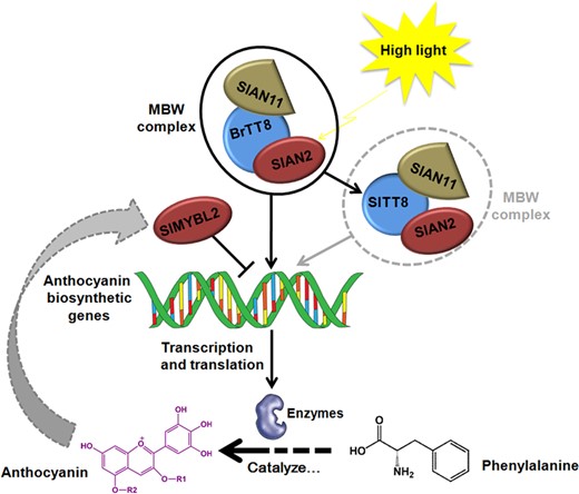 A proposed model summarizing that a heterogeneous MBW protein complex consisting of BrTT8, SlAN2, and SlAN11 triggers anthocyanin accumulation by increasing transcripts of the biosynthetic genes in tomato plants grown under high-light conditions