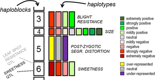 Haplotypes are the variants of haploblocks—sets of co-inherited alleles. To each haplotype can be assigned trait influences, ancestry, and other genetic features. If a breeding parent does not have coupling-phase linkage for desirable alleles within a haploblock containing multiple quantitative trait loci, such tight linkage might be targeted for recombination in the next generation