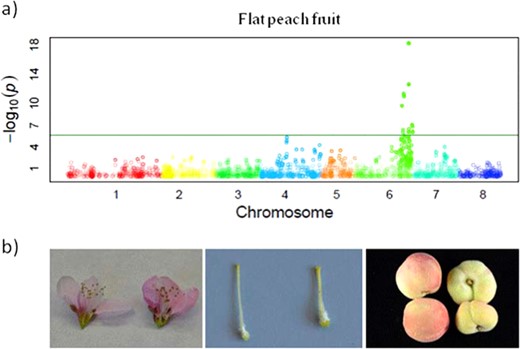 a Manhattan plot from Micheletti et al.23 data. Chromosomes are marked with different colors on the horizontal axis. The horizontal green line represents the significance threshold for the association. b Images of flowers, pistils, and fruits of a round (left) and a flat (right) fruit cultivar where it can be seen that the flat vs. round character is determined early in flower formation