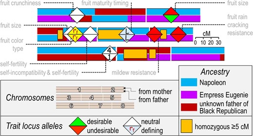 Segments that “Rainier” inherited via its parents from its three specified ancestors are displayed across the eight chromosomes of sweet cherry. In some cases, these ancestral segments are homozygous, highlighting consequences of inbreeding and signifying common ancestry in generations behind known ancestors. Trait locus alleles are indicated with phenotypic effects and ancestral origins; despite the commercial success of “Rainier,” it can be seen that there is still much to be improved. These results were obtained from single-nucleotide polymorphism (SNP) data curation and pedigree ascertainment by L. Cai and C. Peace using the RosBREED cherry 6K SNP array v1 on a U.S. breeding germplasm set (n ~ 500)21. Diagram is from Peace et al.175