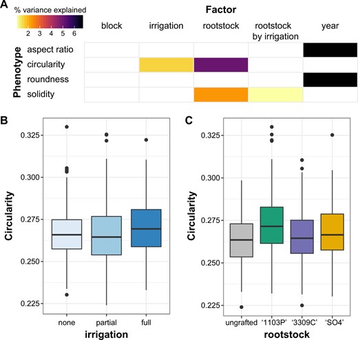 a A linear model was estimated for shape descriptors including the factors block (indicating position in the orchard, as visualized in Fig. S1), year of sample (2014 or 2016), rootstock (ungrafted, ‘1103P’, ‘3309C’, or ‘SO4’), irrigation (none, partial, or full irrigation) and rootstock by irrigation interaction. The percent variance explained by each factor in the model is indicated using color for those factors which explain a significant portion of the variance (p < 0.05). b Boxplots indicating circularity based on historical irrigation treatment. c Boxplots indicating circularity based on rootstock