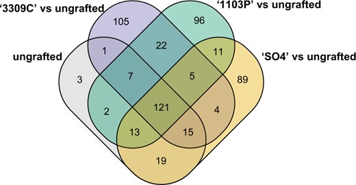 Expression profiles of these genes were compared to leaves sampled from ‘Chambourcin’ grafted to each rootstock to determine significant differences between groups