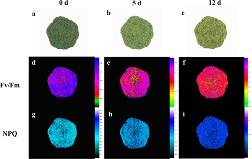 a−c The sensory images obtained during broccoli yellowing. d−i Fluorescence images corresponding to the Fv/Fm (d−f) and NPQ (g−i) values. The images in (d−i) were normalized to a false color bar. Determination of the Fv/Fm ratio was carried out on dark-adapted broccoli for 15 min, while NPQ analysis was conducted at the optimum light saturation intensity