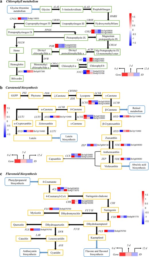 The mean FPKM (fragments per kilobase of transcript per million mapped reads) values for the DEGs were calculated from three biological replicates for each sampling point (0, 5, and 12 d post harvest). The progression of the color scale from blue to red represents an increase in the FPKM values. a The DEGs involved in chlorophyll metabolism. ALAS 5-aminolevulinate synthase, ALAD porphobilinogen synthase, HMBS hydroxymethylbilane synthase, UROS uroporphyrinogen-III synthase; UROD uroporphyrinogen decarboxylase, CHLI magnesium chelatase subunit I, HO1 heme oxygenase 1, CHLM magnesium-protoporphyrin O-methyltransferase, CAO chlorophyllide a oxygenase; HEMF coproporphyrinogen III oxidase, DVR divinyl chlorophyllide a 8-vinyl-reductase, FECH protoporphyrin/coproporphyrin ferrochelatase, PPOX protoporphyrinogen/coproporphyrinogen III oxidase, NYC1 chlorophyll(ide) b reductase, ACSF magnesium-protoporphyrin IX monomethyl ester (oxidative) cyclase, POR protochlorophyllide reductase, CHLG chlorophyll/bacteriochlorophyll a synthase. b The DEGs involved in carotenoid biosynthesis. PSY phytoene synthase, ZDS ζ-carotene desaturase, LCYB lycopene β-cyclase, LCYE lycopene ε-cyclase, HYD β-carotene 3-hydroxylase, ZEP zeaxanthin epoxidase, VDE violaxanthin de-epoxidase, LUT1 carotene epsilon-monooxygenase, LUT5 beta-ring hydroxylase, PDS 15-cis-phytoene desaturase, CRTISO prolycopene isomerase, CCS capsanthin/capsorubin synthase. c The DEGs involved in flavonoid biosynthesis. 4CL 4-coumarate CoA ligase, CHS chalcone synthase, CHI chalcone isomerase, F3H flavanone 3-hydroxylase, F3′5′H flavonoid 3′,5′-hydroxylase, LAR leucocyanidin reductase, F3′H flavonoid 3′-hydroxylase, FLS flavonol synthase, DFR dihydroflavonol 4-reductase, ANS anthocyanidin synthase