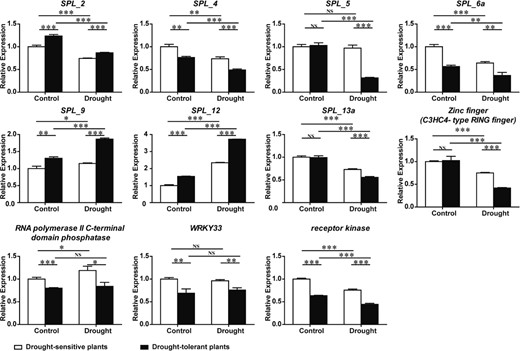 Eight miR156 target genes (SPL_2, SPL_4, SPL_5, SPL_6a, SPL_9, SPL_12, and SPL_13a), three miR395 target genes (RNA polymerase II C-terminal domain phosphatase, WRKY33, and receptor kinase), and one novel miRNA (miRn-249) target gene (Zinc finger (C3HC4-type RING finger)) were analyzed by qRT-PCR. Oligo-dT primers and total RNA (same as sRNA-seq) were used for cDNA synthesis, with MDH (malate dehydrogenase) as an internal reference gene. Error bars indicate ±SD (n = 3, from three technical replicates). Three biological replicates were performed. Student's t-test was performed for data analysis and statistically significant differences were indicated by *p-value < 0.05, **p-value < 0.01, and ***p-value < 0.001