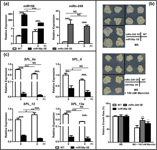 a Expression levels of miR156p or miRn-249 in overexpressing calli under control and 150 mM mannitol treatment for 6 h. b Morphology of the calli after culture for 3 weeks on MS medium (upper) or MS medium supplemented with 150 mM mannitol (middle), and relative growth rate between them (under, error bars indicate ±SD, n ≥ 10). c Expression levels of the miR156p target genes under control and 150 mM mannitol treatment for 6 h. Stem-loop qRT-PCR and qRT-PCR used MDH (malate dehydrogenase) as an internal reference gene, error bars indicate ±SD (n = 3, from three technical replicates) and three biological replicates were performed. Student's t-test was performed for data, and statistically significant differences were indicated by *p-value < 0.05, **p-value < 0.01, and ***p-value < 0.001