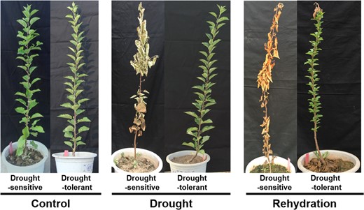 The phenotype of F1 progenies of R3 (M. × domestica) × M. sieversii is depicted after drought treatment and rehydration. F1 progenies with drought-sensitive or drought-tolerant plants were propagated by tissue culture and transplanted to soil for an additional 10 months. The plants were then treated with drought stress for 12 days and rehydrated for 30 days