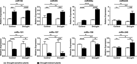 The expression of four known miRNAs (miR156, miR395, miR408a, and miR5225) and four novel miRNAs (miRn-101, miRn-157, miRn-158, and miRn-249) was verified by stem-loop qRT-PCR, with MDH (malate dehydrogenase) as an internal reference gene. MDH reverse primer and miRNA-specific reverse transcription primer were mixed, and the mixed primer and total RNA (same as sRNA-seq) were used for cDNA synthesis. Error bars indicate ±SD (n = 3, from three technical replicates). Three biological replicates were performed. Student's t-test was performed for data analysis and statistically significant differences were indicated by *p-value < 0.05, **p-value < 0.01, and ***p-value < 0.001