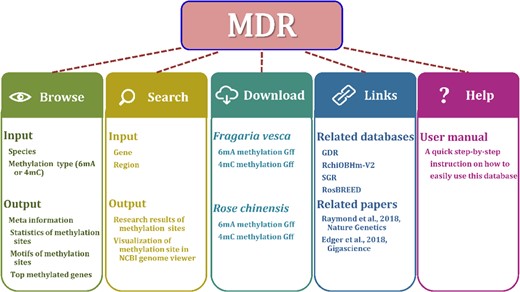 Structure and contents of MDR