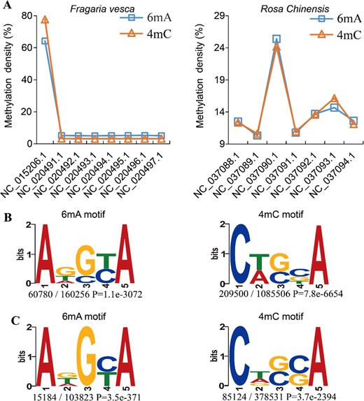 a Percentage of methylation density at 6mA and 4mC in F. vesca and R. chinensis, (b) 6mA motif (ADSYA) and 4mC motif (CWSBA) in F. vesca, (c) 6mA motif (ADGYA) and 4mC motif (CDSSA) in R. chinensis. Sequence logos represent the consensus motifs containing methylation sites. Motif sequence numbers relative to the total number of methylation sites and the corresponding P-values (generated by MEME) are shown under the logos