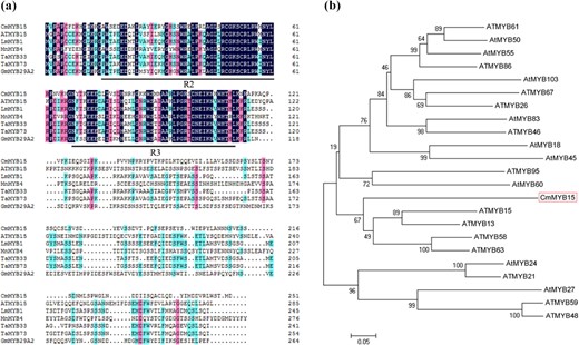 a Alignment of the putative amino acid sequence of CmMYB15 (boxed) with that of related MYB proteins that feature an R2MYB domain or an R3MYB domain (underlined), b Phylogenetic analysis of the relationships between CmMYB15 and other MYB proteins from Arabidopsis. The sequence details are as follows: AtMYB15 (AT3G23250.1), LmMYB1 (ADN96004.1), MnMYB4 (XP_010095860.1), TaMYB33 (AEO21928.1), TaMYB73 (XP_020169006.1), GmMYB29A2 (BAA81732.1), ATMYB61 (AT1G09540.1), AtMYB50 (AT1G57560.1), AtMYB55 (AT4G01680.1), ATMYB86 (AT5G26660.1), AtMYB103 (AT1G63910.1), ATMYB67 (AT3G12720.1), ATMYB26 (AT3G13890.1), AtMYB83 (AT3G08500.1), ATMYB46 (AT5G12870.1), AtMYB18 (AT4G25560.1), AtMYB45 (AT3G48920.1), ATMYB95 (AT1G74430.1), AtMYB60 (AT1G08810.1), ATMYB13 (AT1G06180.1), ATMYB58 (AT1G16490.1), ATMYB63 (AT1G79180.1), AtMYB24 (AT5G40350.1), ATMYB21 (AT3G27810.1), AtMYB27 (AT3G53200.1), ATMYB59 (AT5G59780.3), and ATMYB48 (AT3G46130.1)
