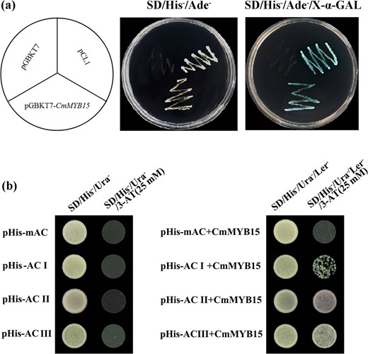 a The transcriptional activity analysis of CmMYB15 via a yeast assay system, in which pCL1 is a positive control and pGBKT7 is a negative control. b Yeast one-hybrid (Y1H) assay of CmMYB15 with the three kinds of AC elements: AC-I, AC-II, and AC-III, as well as their mutated form mAC
