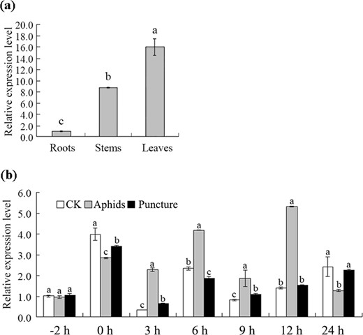 a Expression of CmMYB15 in the roots, stems and leaves of wild-type chrysanthemum, b Expression of CmMYB15 in response to aphid treatment and puncture treatment in the third fully expanded leaf counted from the apex. The bars indicate the standard errors
