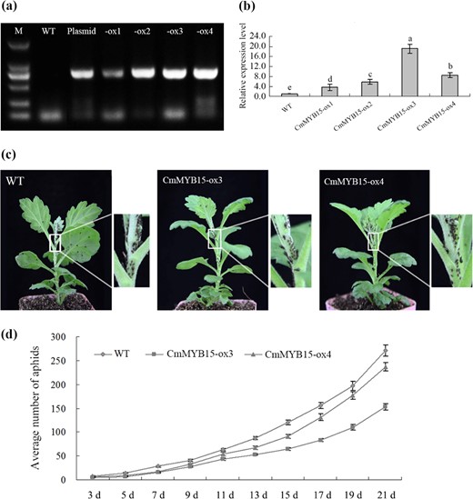 a Identification of CmMYB15-overexpressing chrysanthemum plants by PCR, in which the plasmid pMDC43-2 × 35 S::CmMYB15 acted as a positive control and wild-type (WT) acted as a negative control. -ox1, -ox2, -ox3 and -ox4 represent transgenic plants overexpressing CmMYB15, b transcription level of CmMYB15 in wild-type and CmMYB15-overexpressing chrysanthemum plants, c differential proliferation of aphids between CmMYB15-overexpressing and nontransgenic plants, d average number of aphids on CmMYB15-overexpressing and wild-type plants measured at 3–21 days after aphid infestation